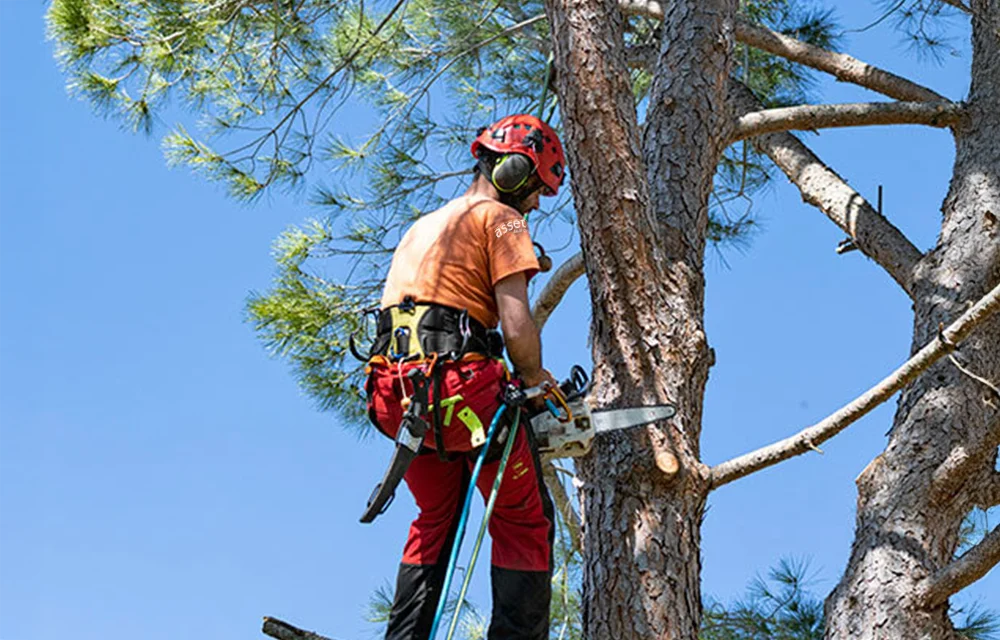 Kronenpflege & Einkürzung