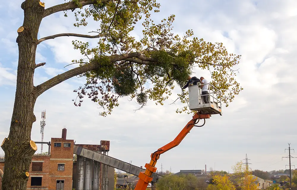 Kronensicherungseinbau